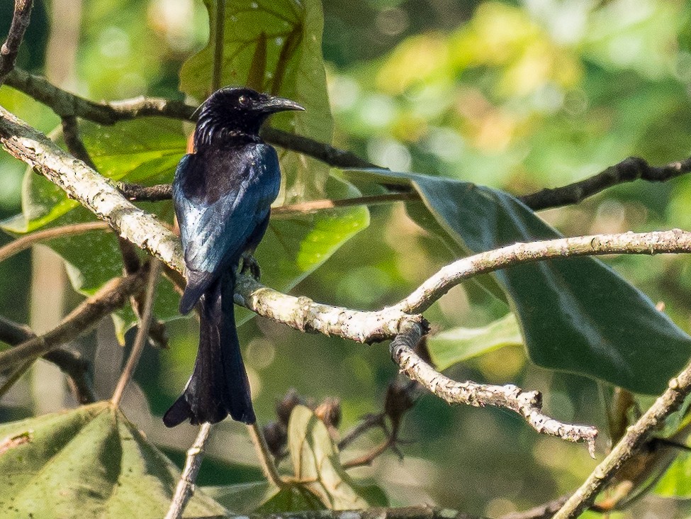 Hair-crested Drongo - ML158241691