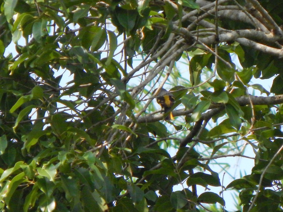 Minivet oranor - ML158241701