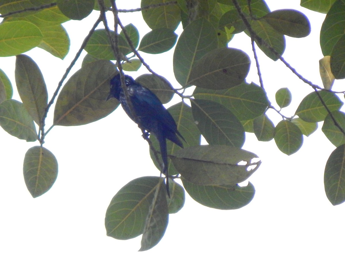 Drongo bronzé - ML158241731