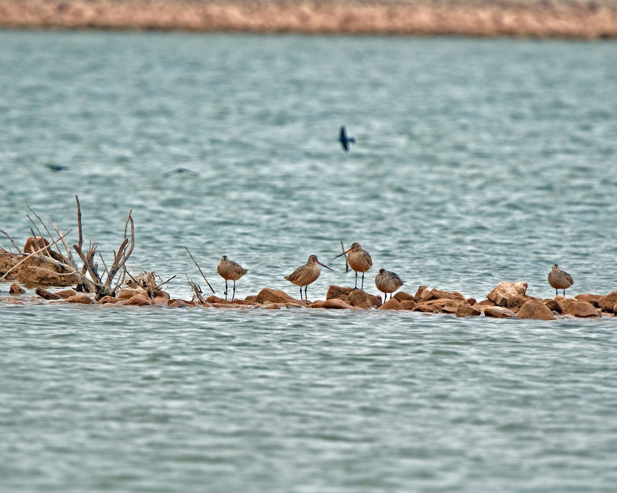 Marbled Godwit - ML158241851