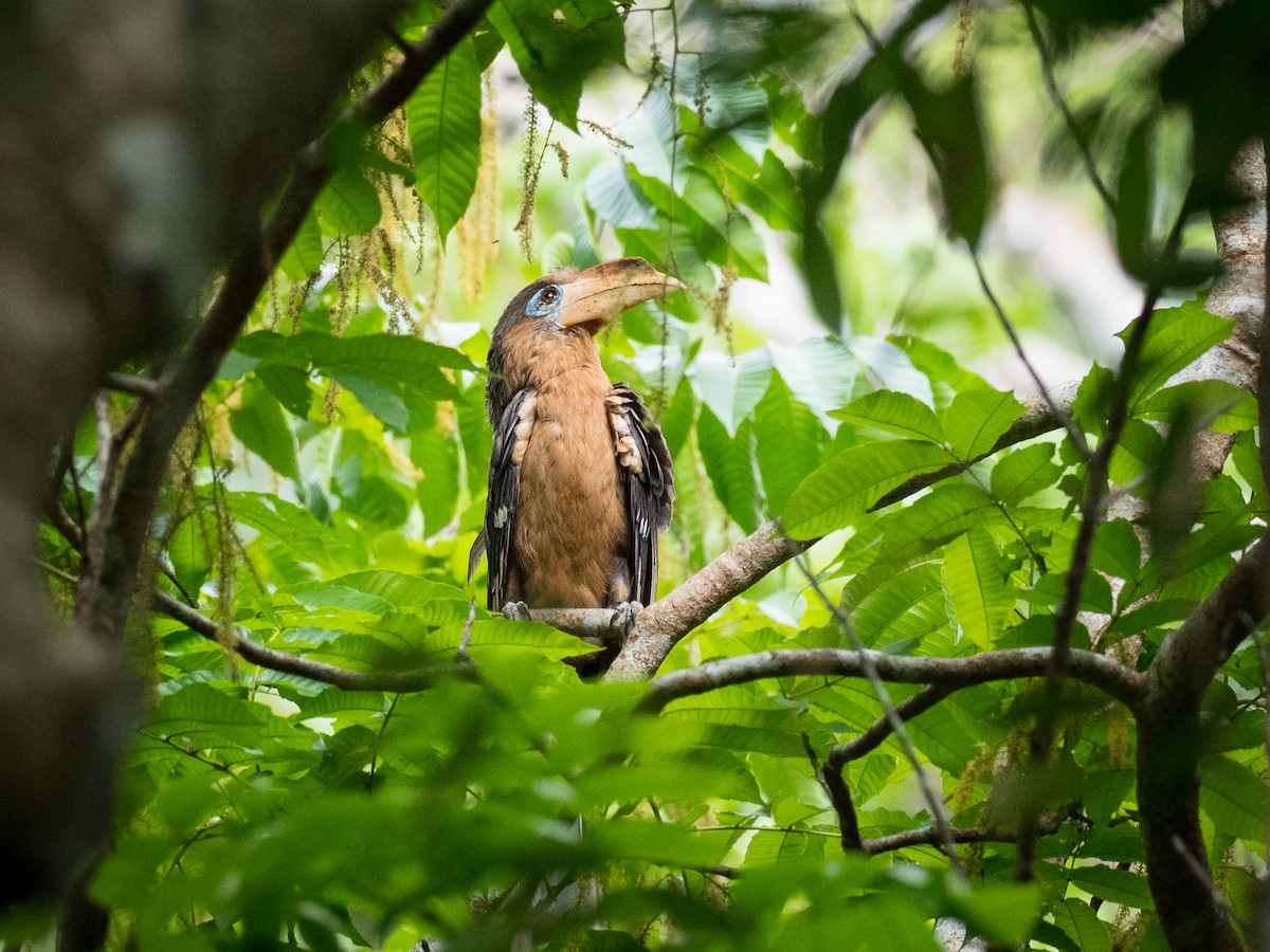 Rusty-cheeked Hornbill - ML158242021