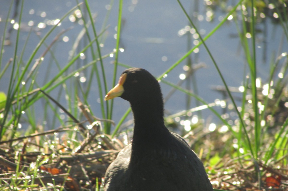 White-winged Coot - ML158242091