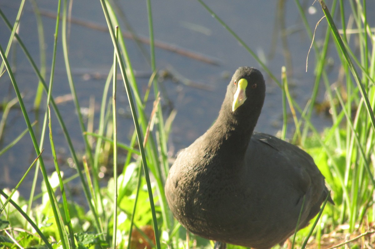 White-winged Coot - Jose Rebolledo