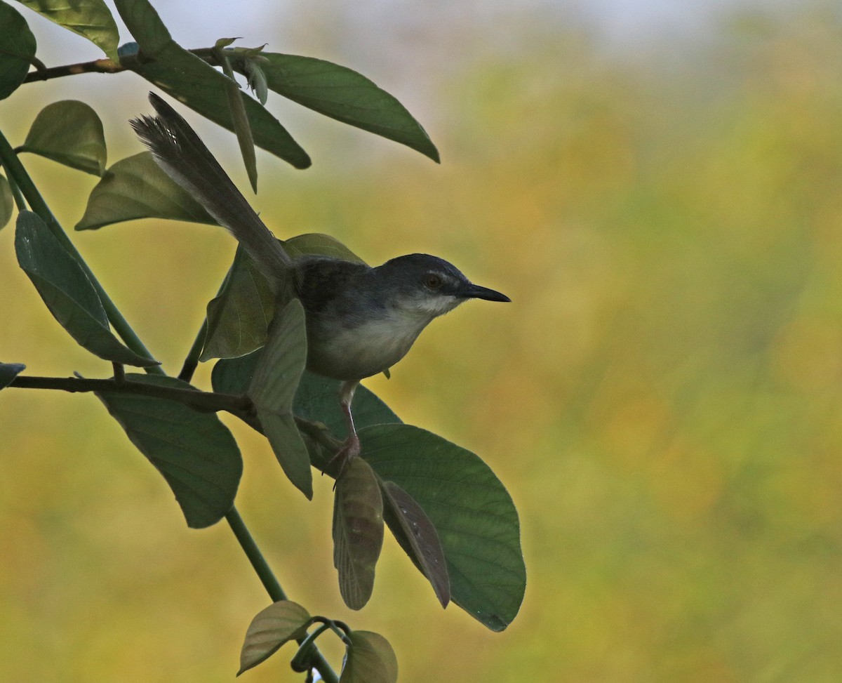 Yellow-bellied Prinia - Dave Bakewell