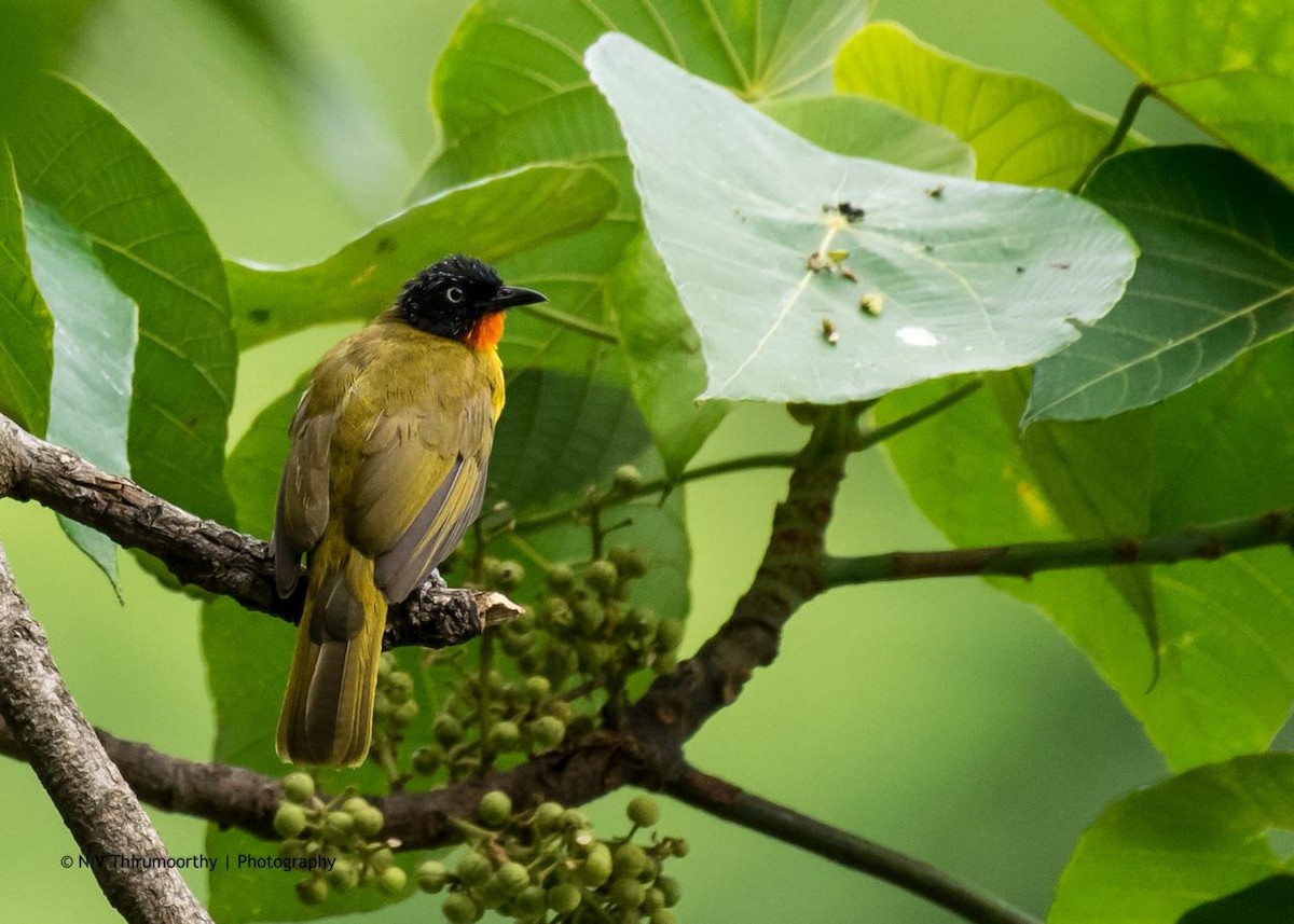 Flame-throated Bulbul - ML158242761