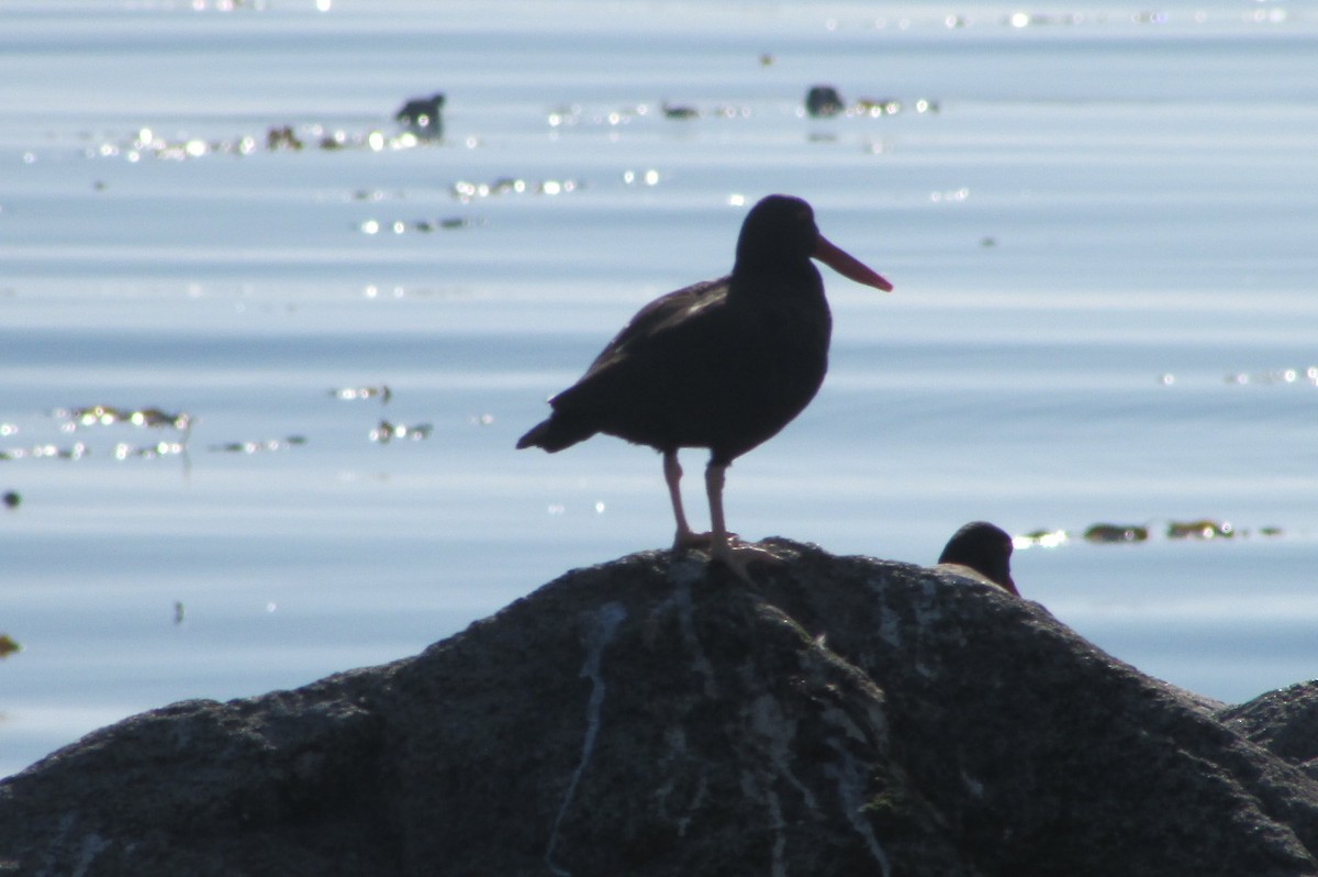 Blackish Oystercatcher - ML158244421