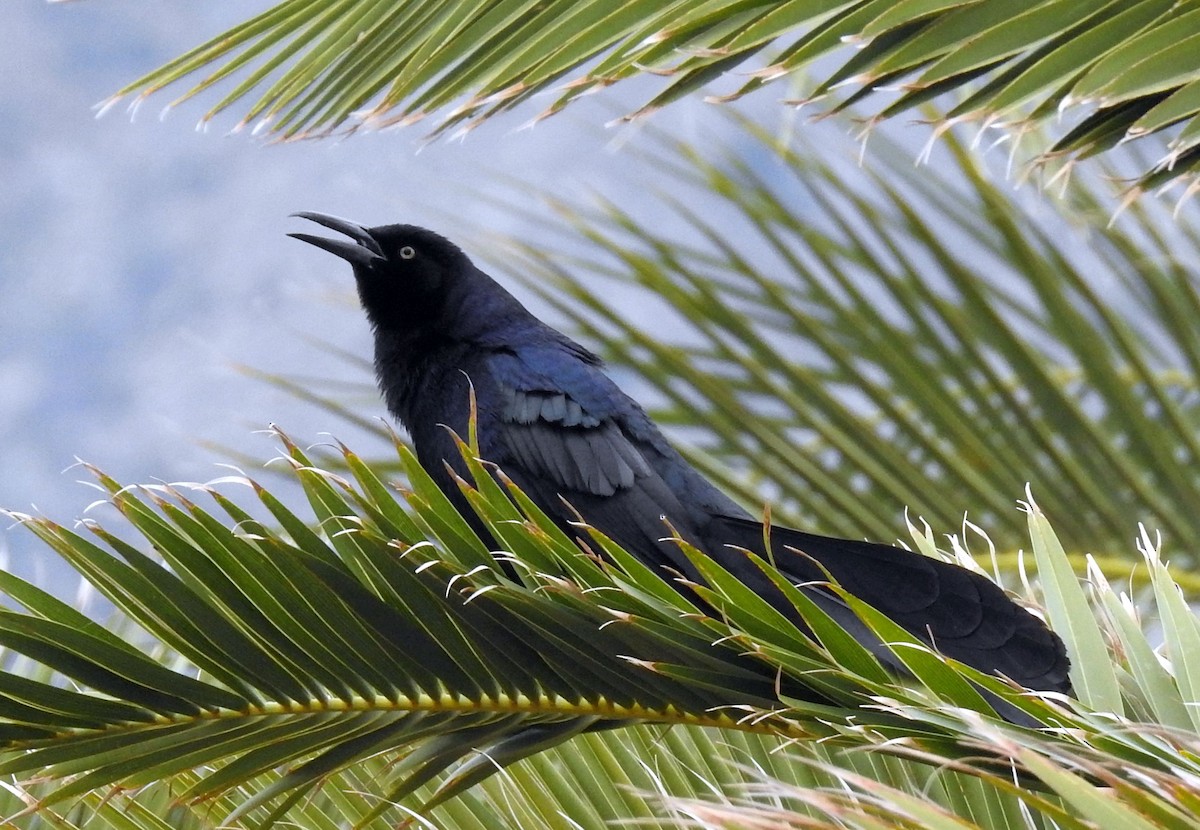 Great-tailed Grackle - ML158245031
