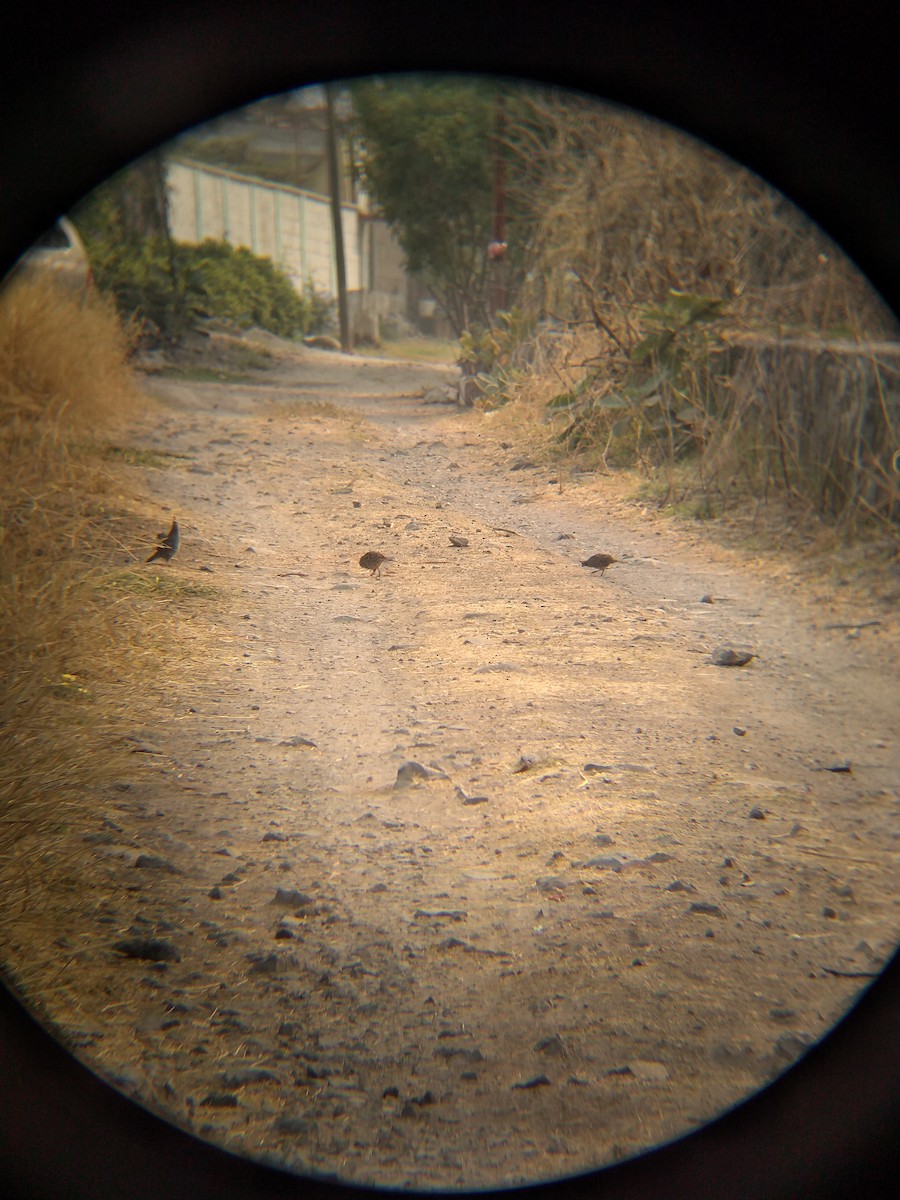 Banded Quail - ML158246691