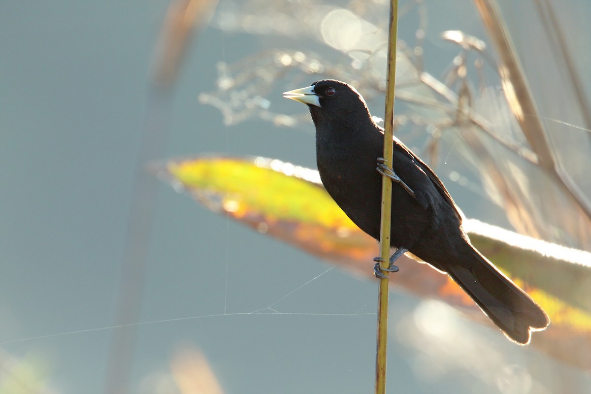 Solitary Black Cacique - ML158249001