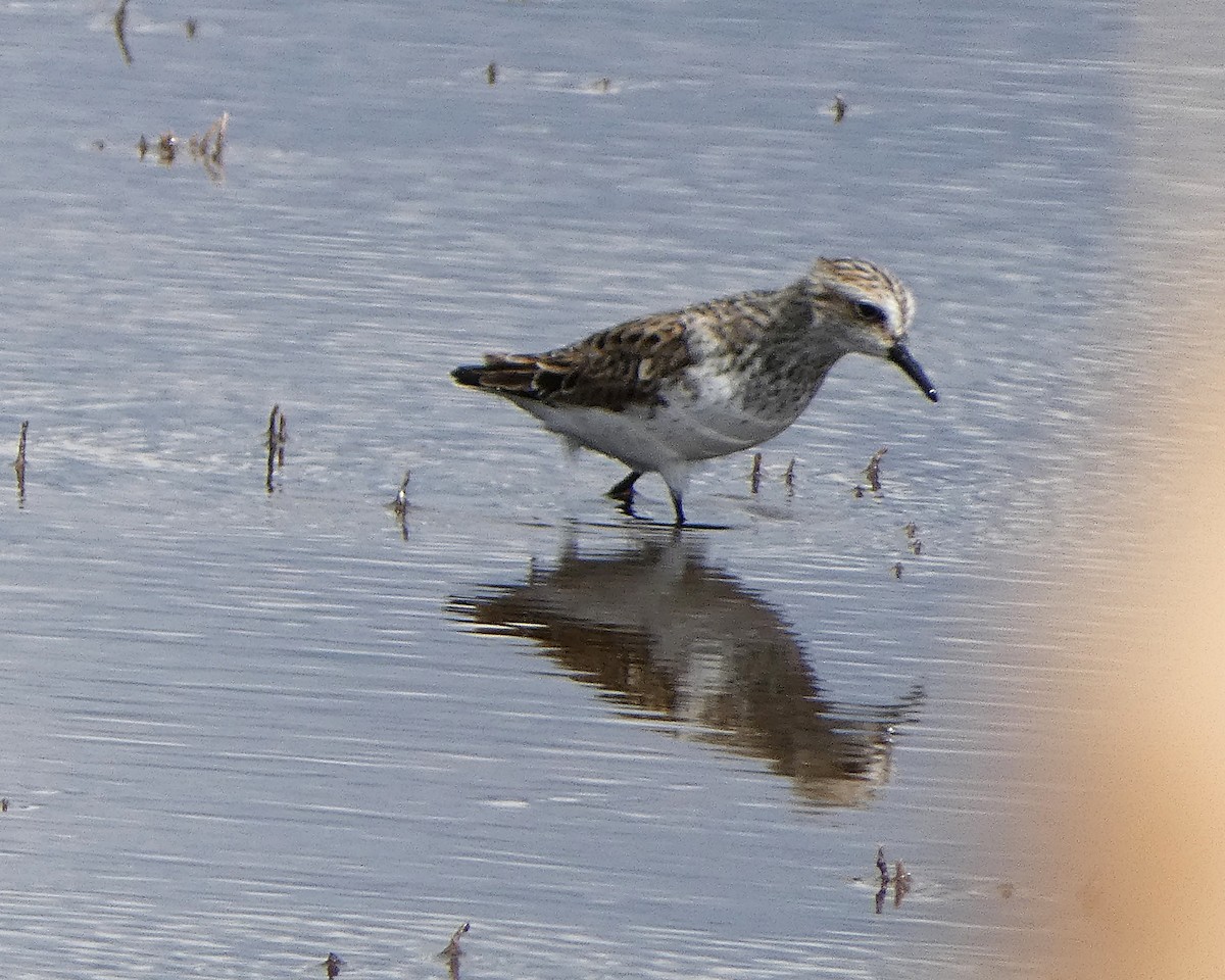 Semipalmated Sandpiper - ML158250031