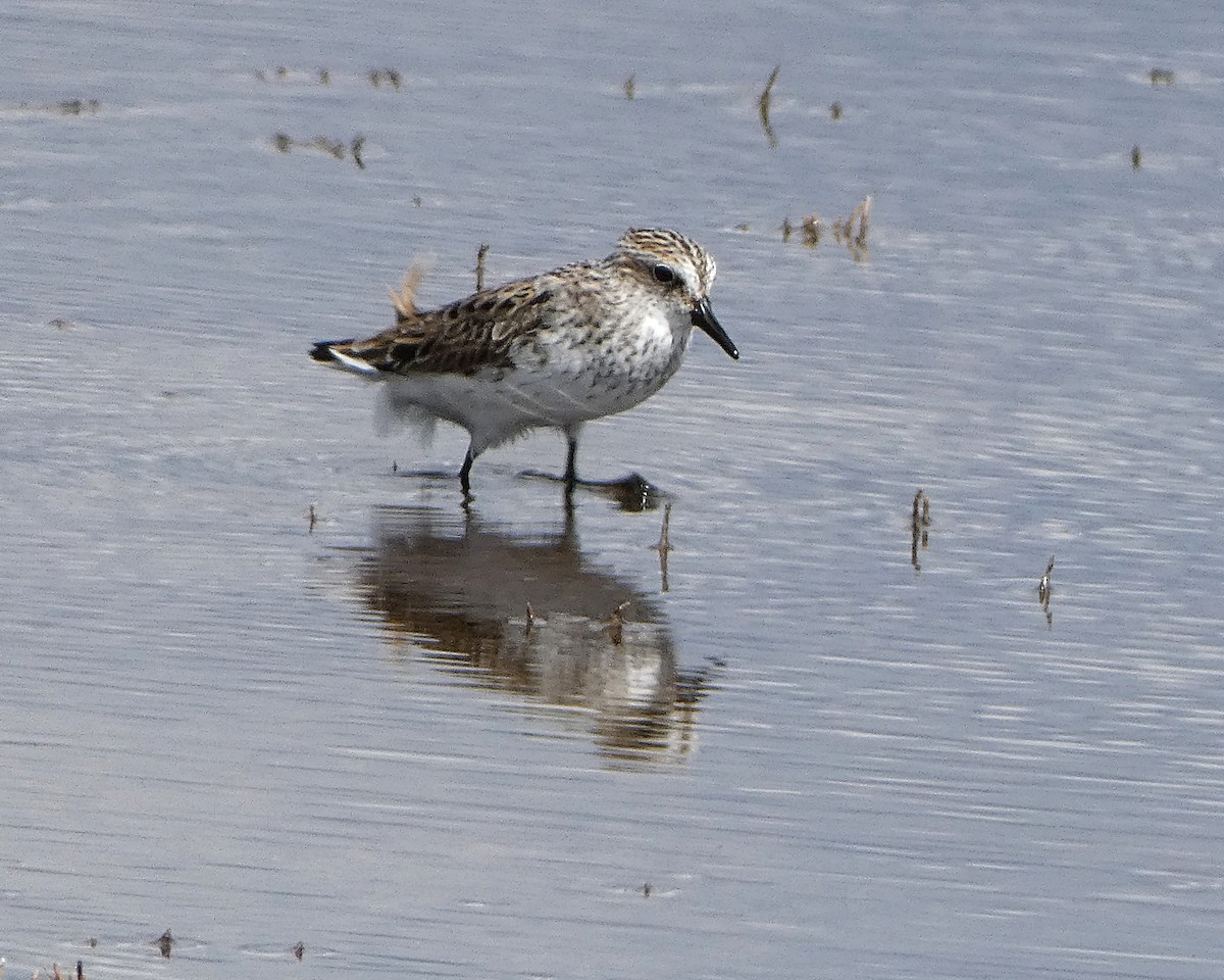 Semipalmated Sandpiper - ML158250041