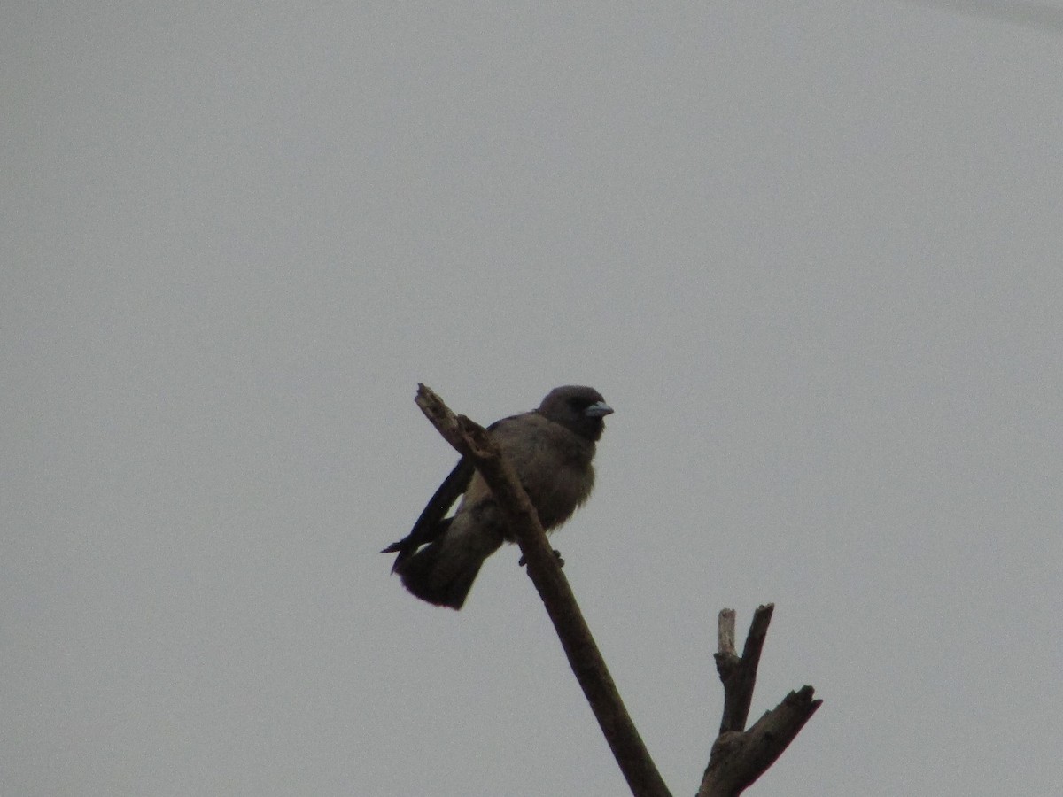 Ashy Woodswallow - ML158251021