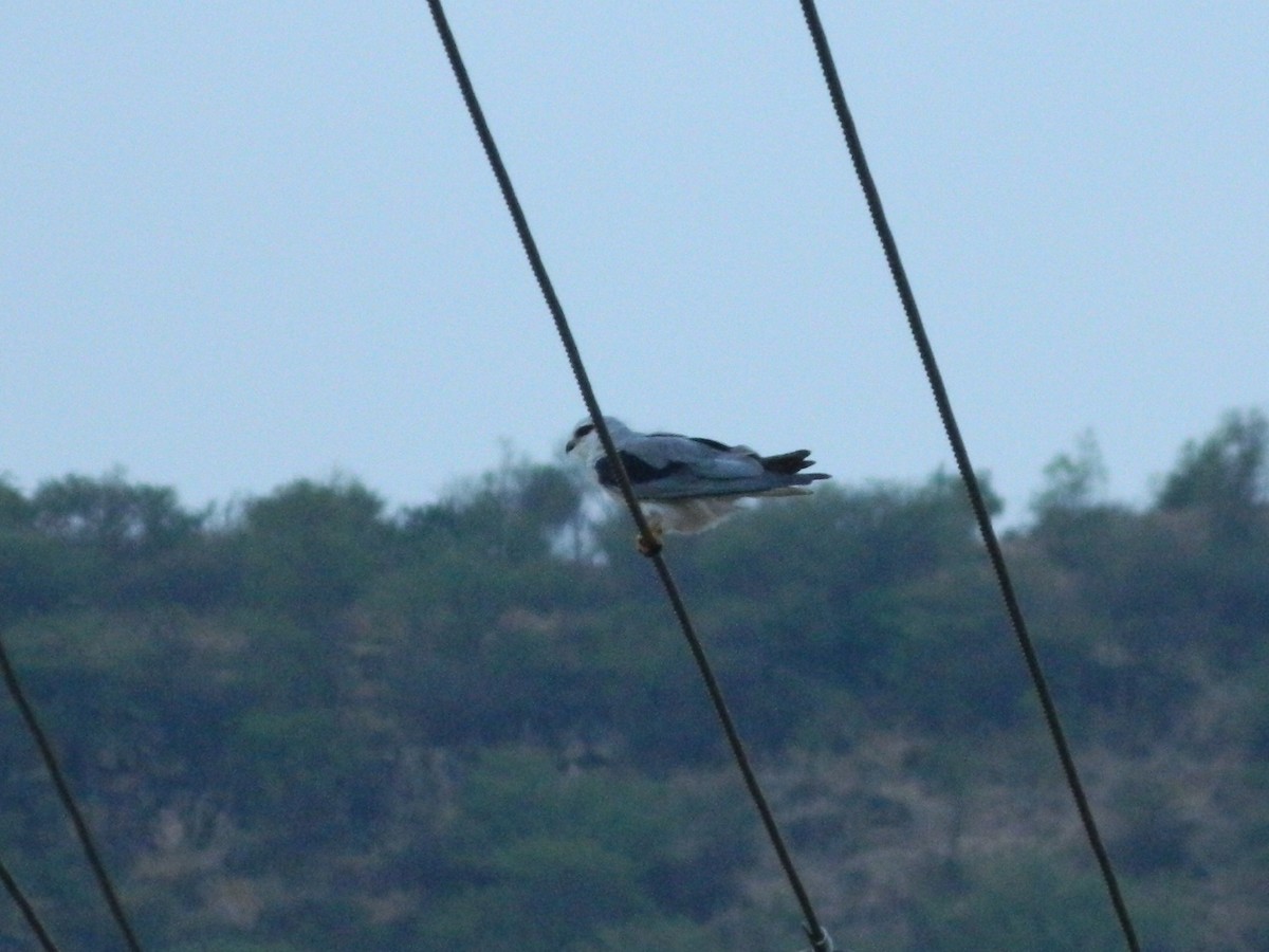 Black-winged Kite - ML158251081