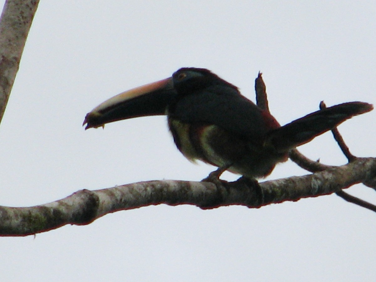 Many-banded Aracari - ML158251591