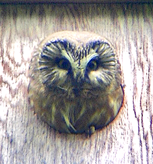 Northern Saw-whet Owl - ML158254371