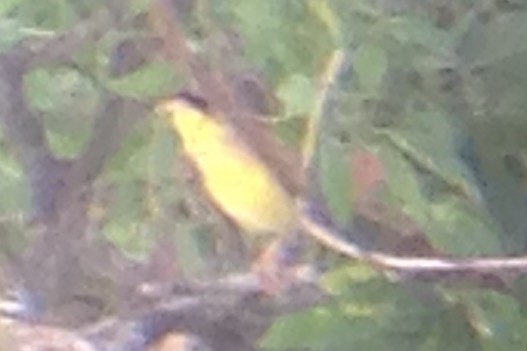 Gray-crowned Yellowthroat - ML158254521