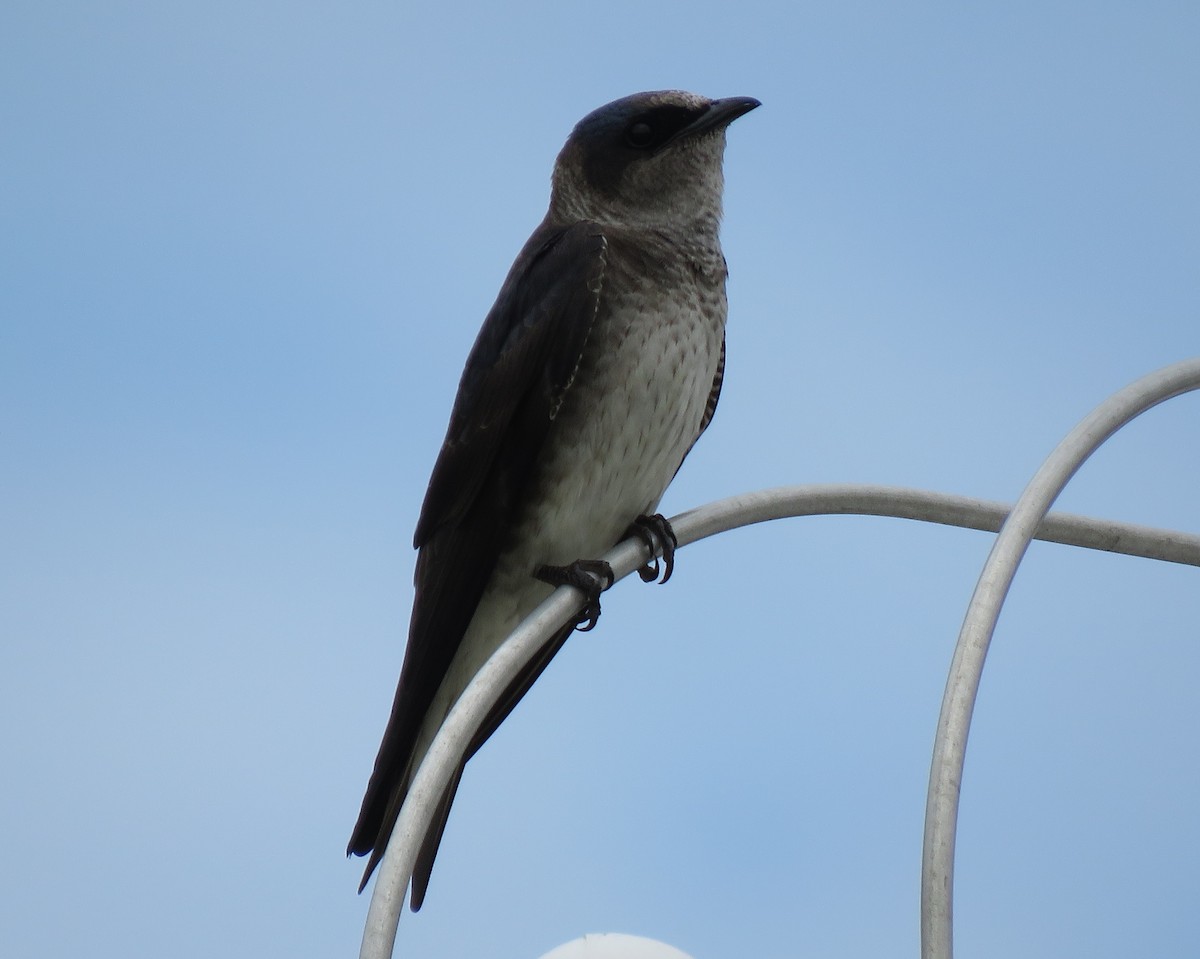 Golondrina Purpúrea - ML158255211