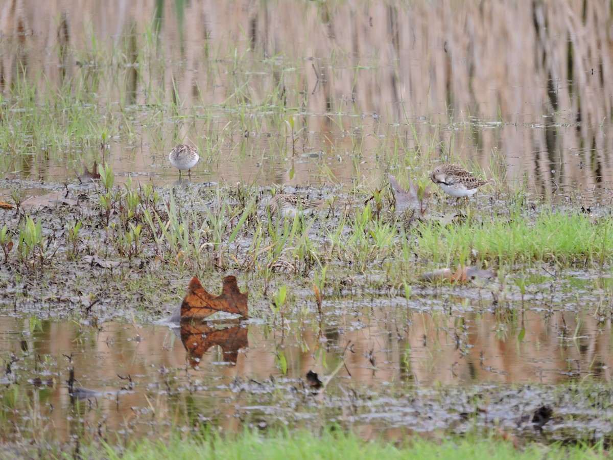 Wiesenstrandläufer - ML158256781