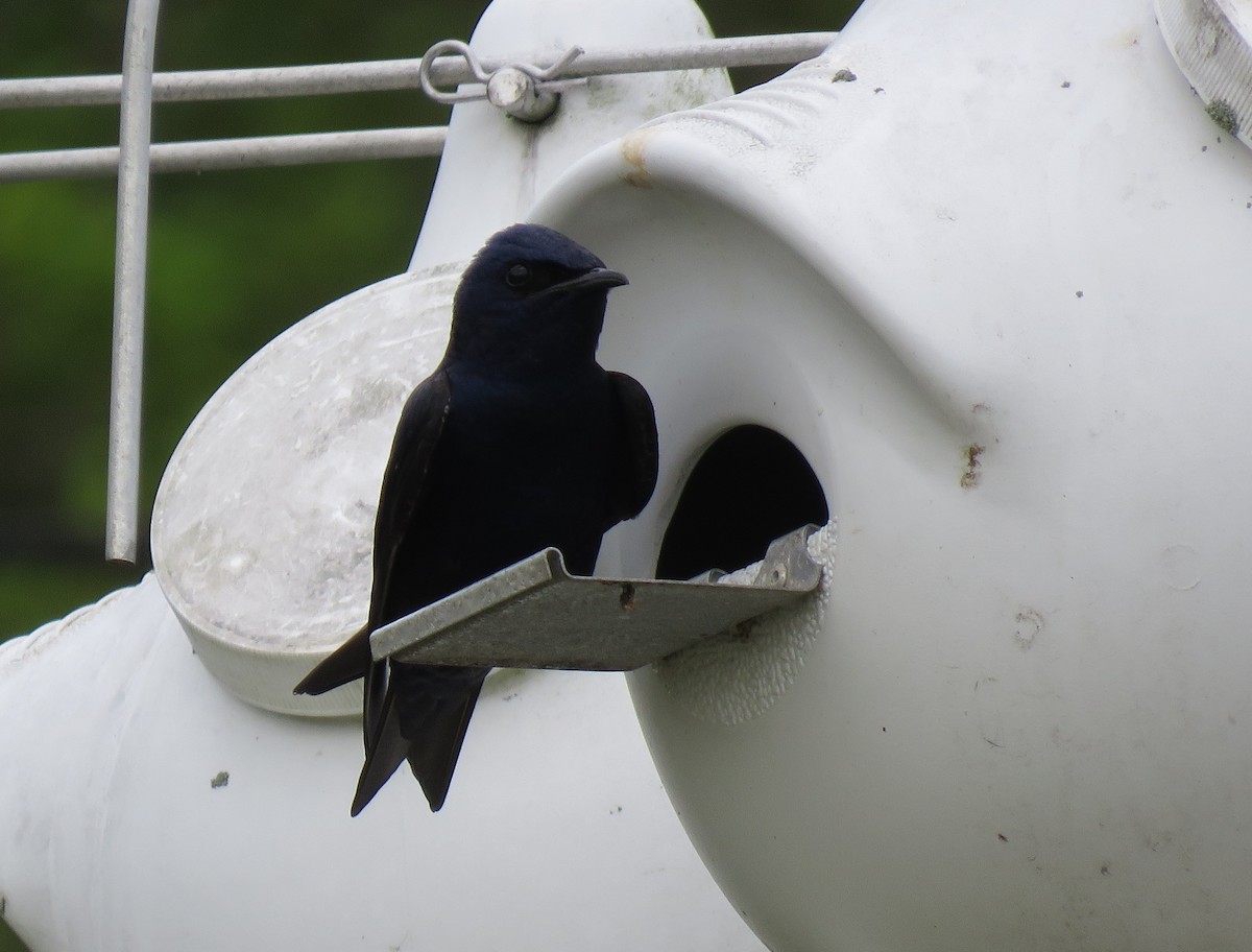 Purple Martin - Patricia and Richard Williams