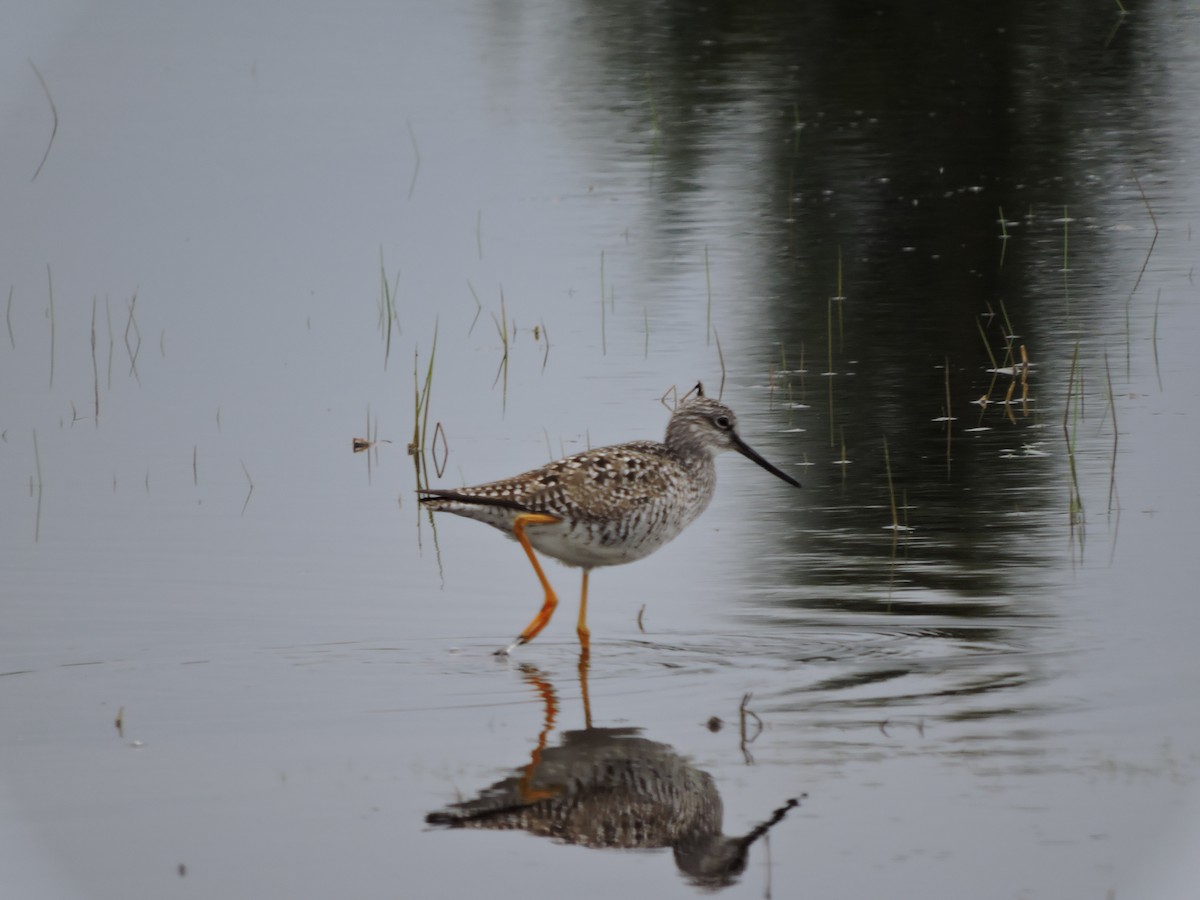 Greater Yellowlegs - ML158256921