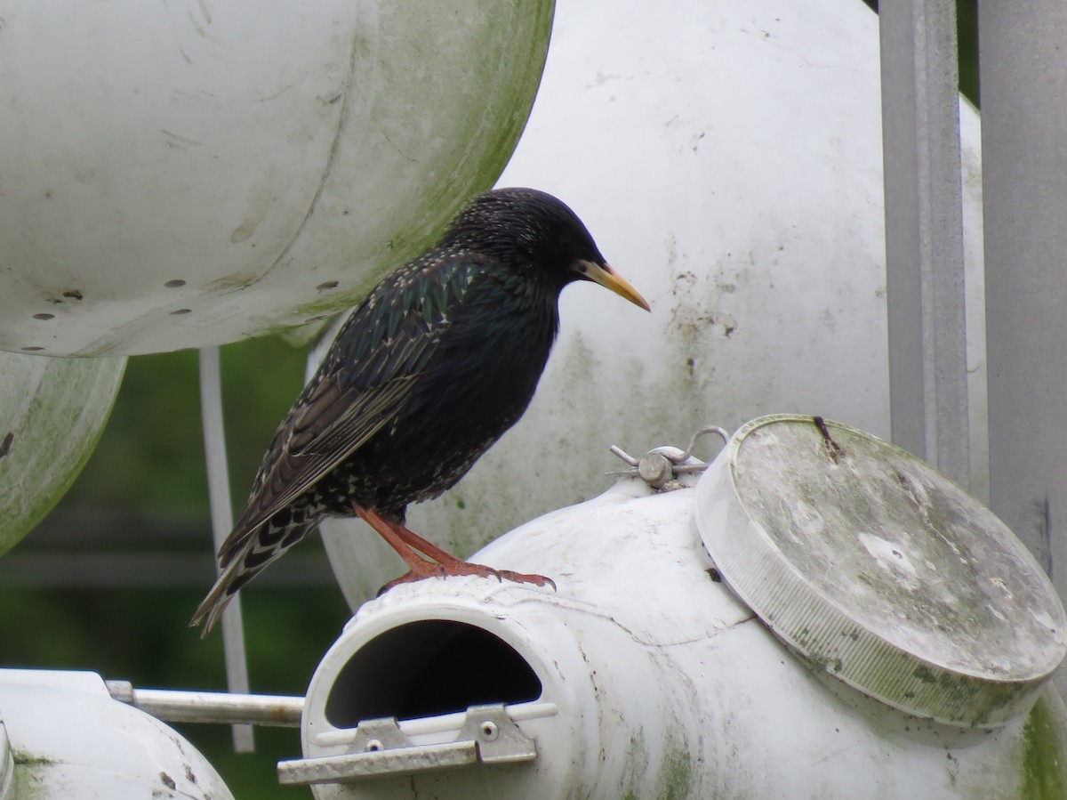 European Starling - ML158257001