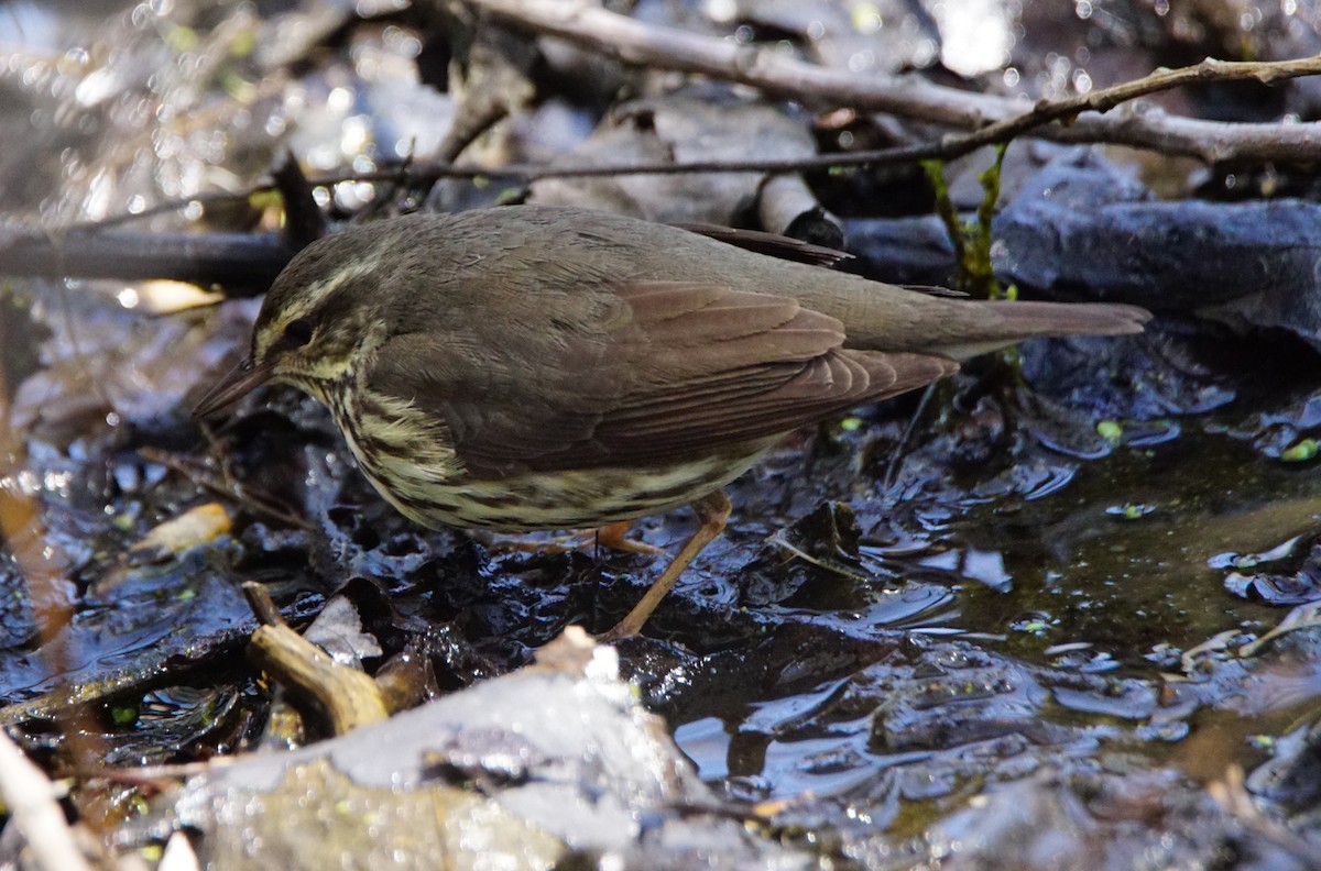 Northern Waterthrush - Dennis Mersky