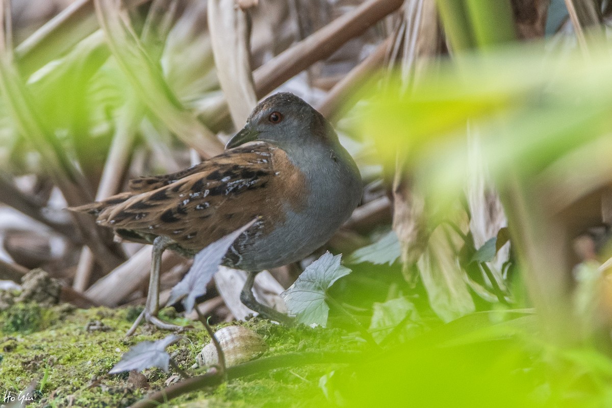 Baillon's Crake - ML158262401