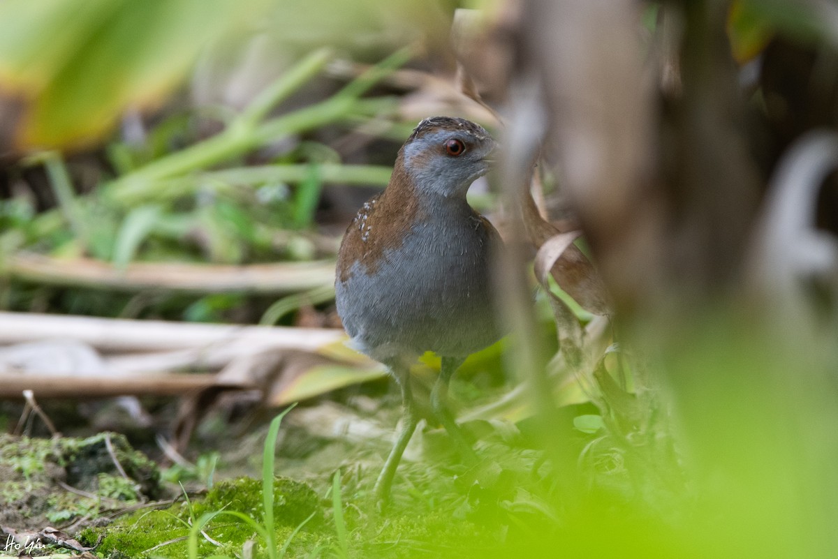 Baillon's Crake - ML158262421