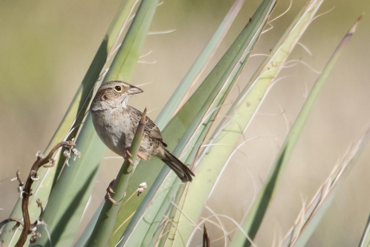 Cassin's Sparrow - ML158262751