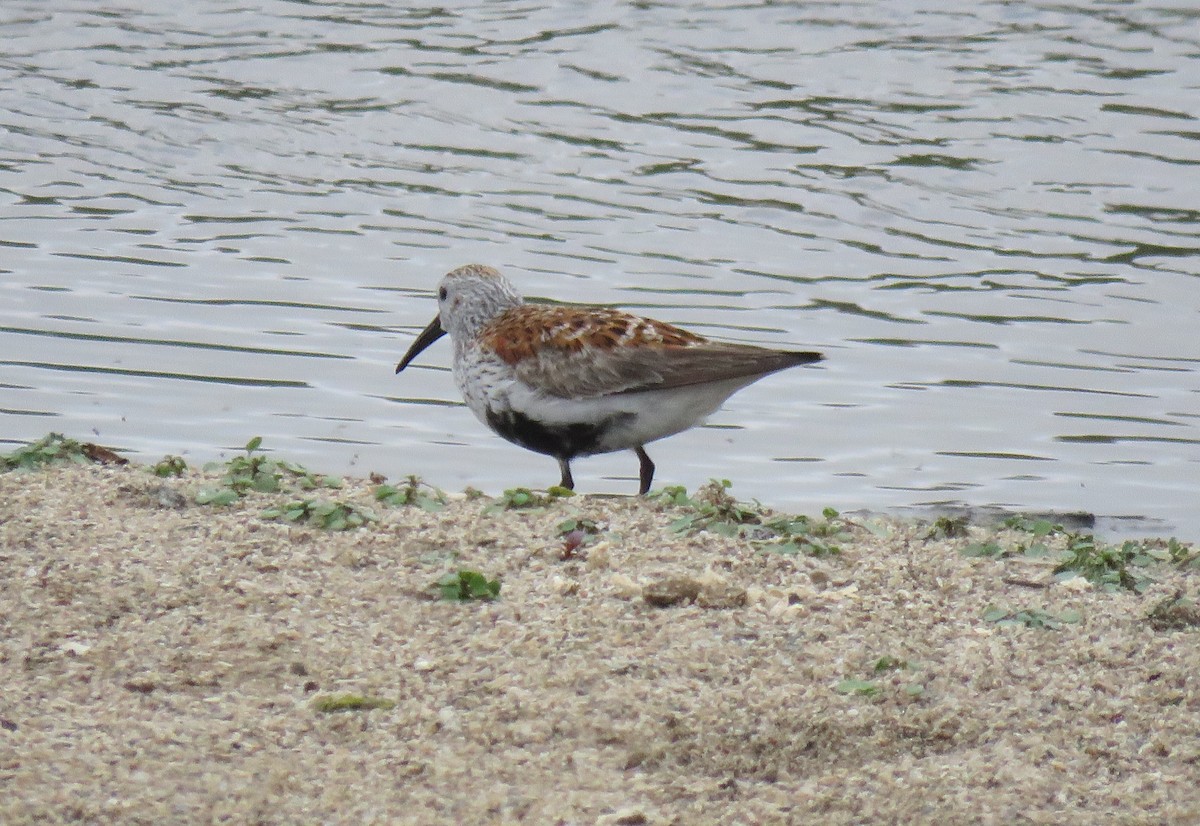 Dunlin - ML158263281