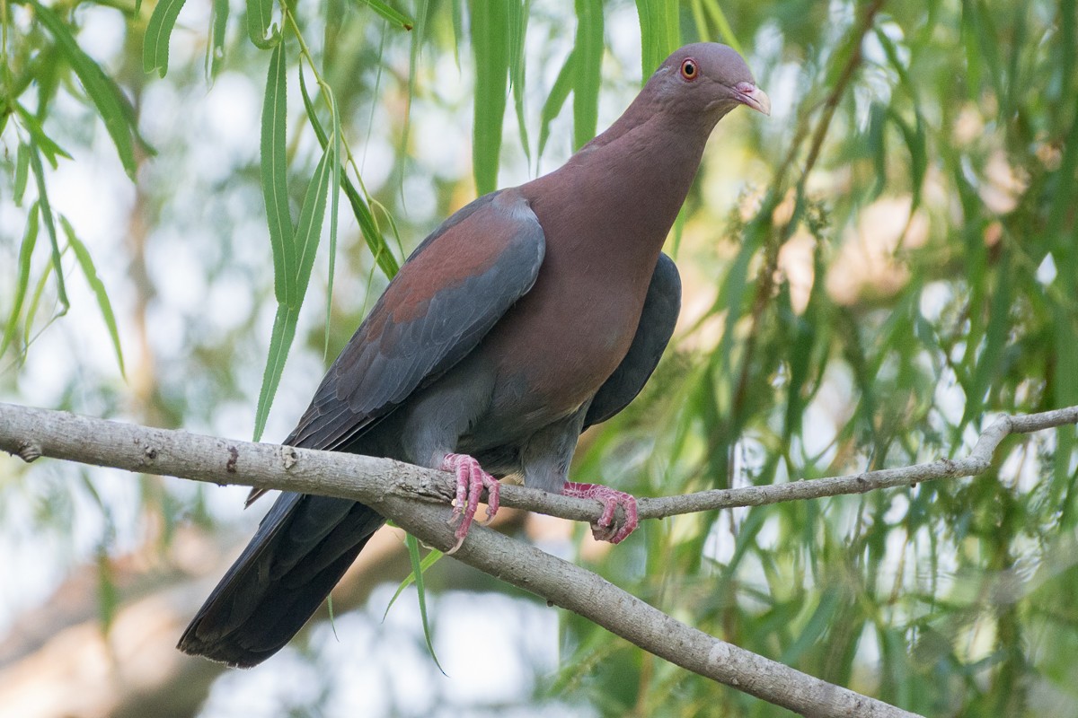 Red-billed Pigeon - ML158264621