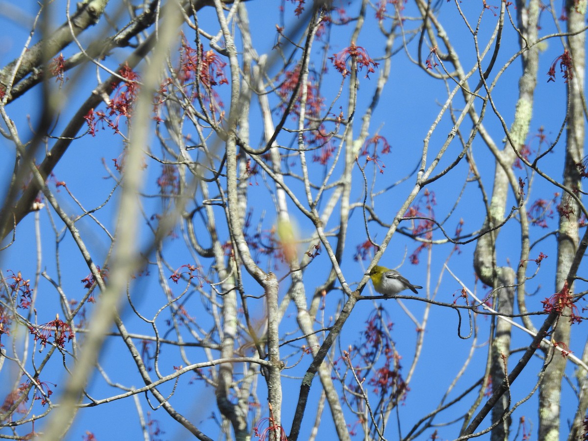 Viréo à gorge jaune - ML158265781