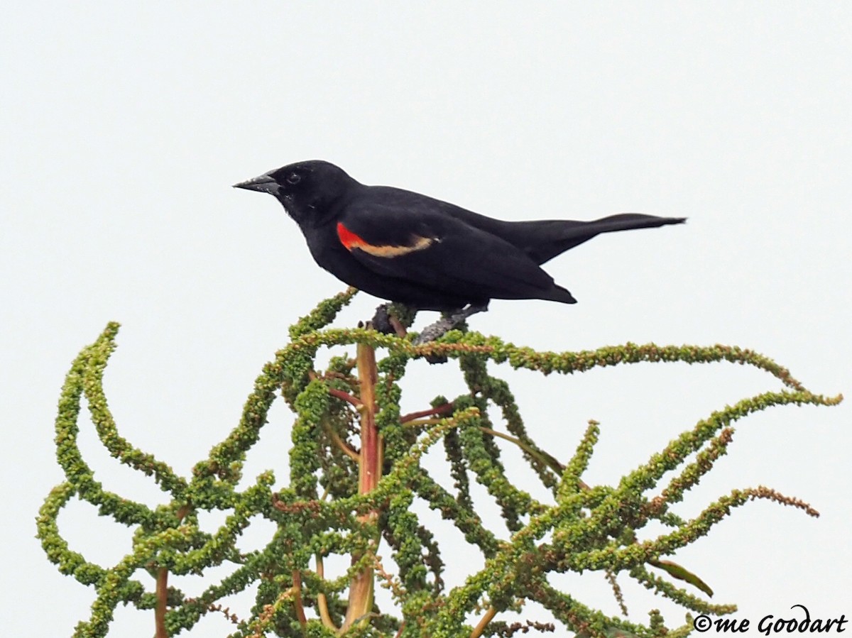Red-winged Blackbird - ML158266241