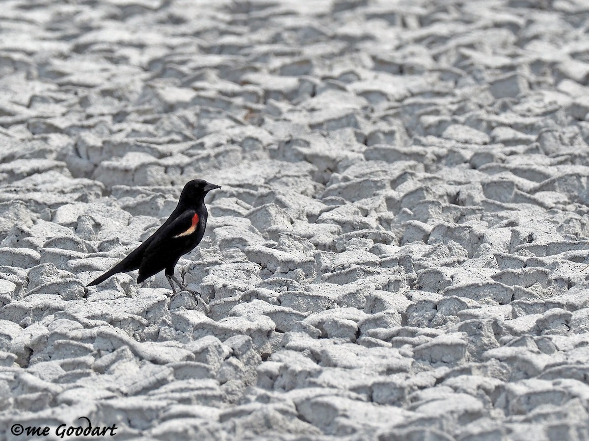 Red-winged Blackbird - ML158266261