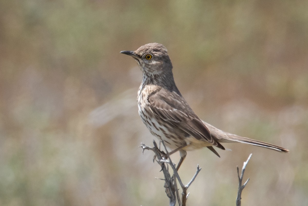 Sage Thrasher - Adam Jackson