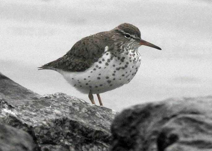 Spotted Sandpiper - ML158267571