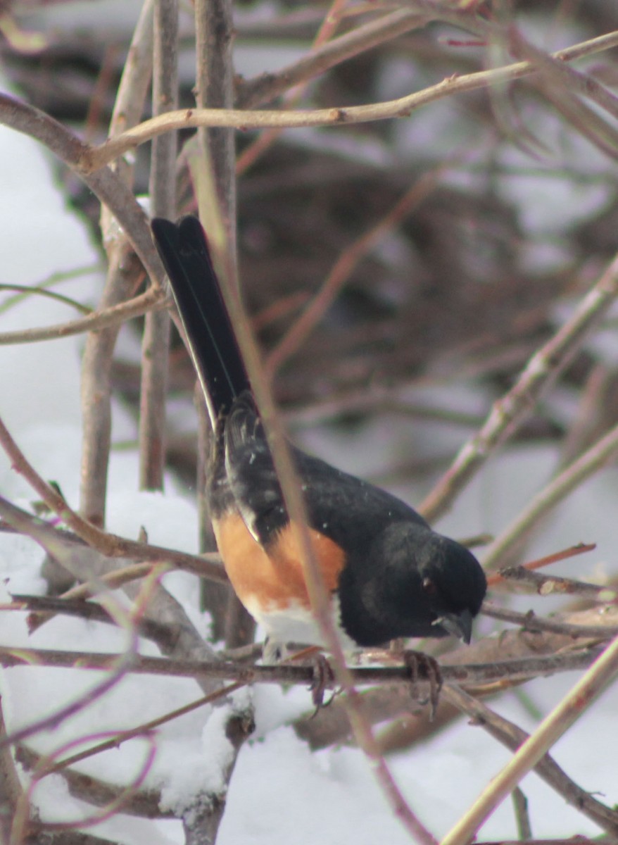 Eastern Towhee - ML158267901