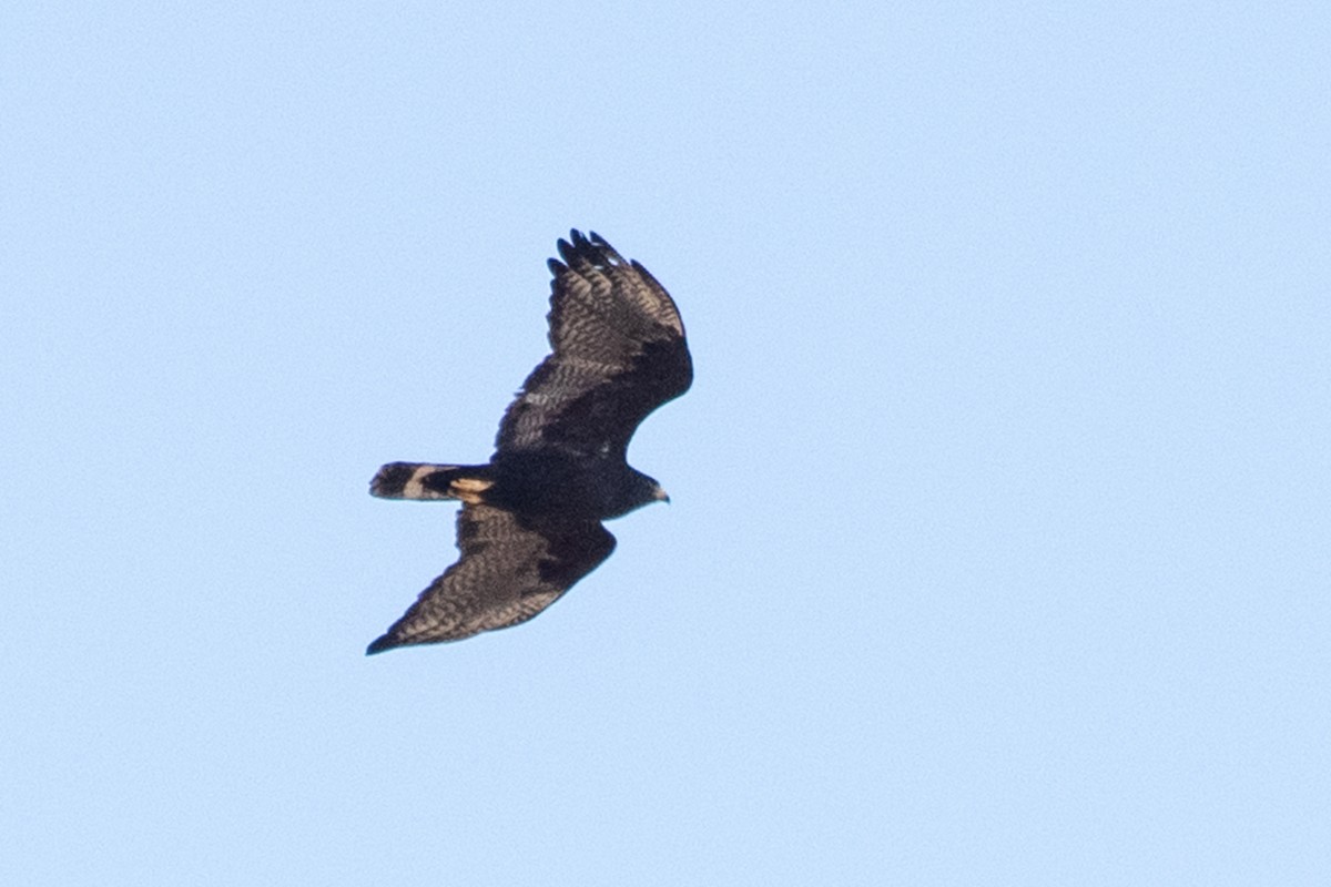 Zone-tailed Hawk - ML158268301