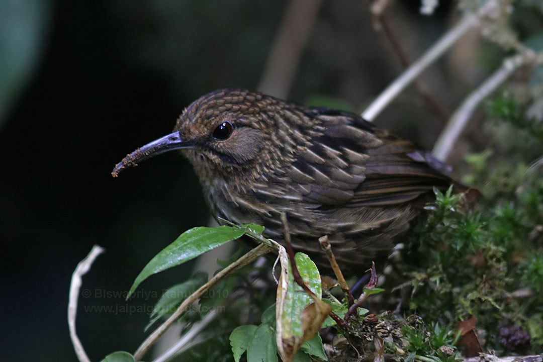 Long-billed Wren-Babbler - ML158274431