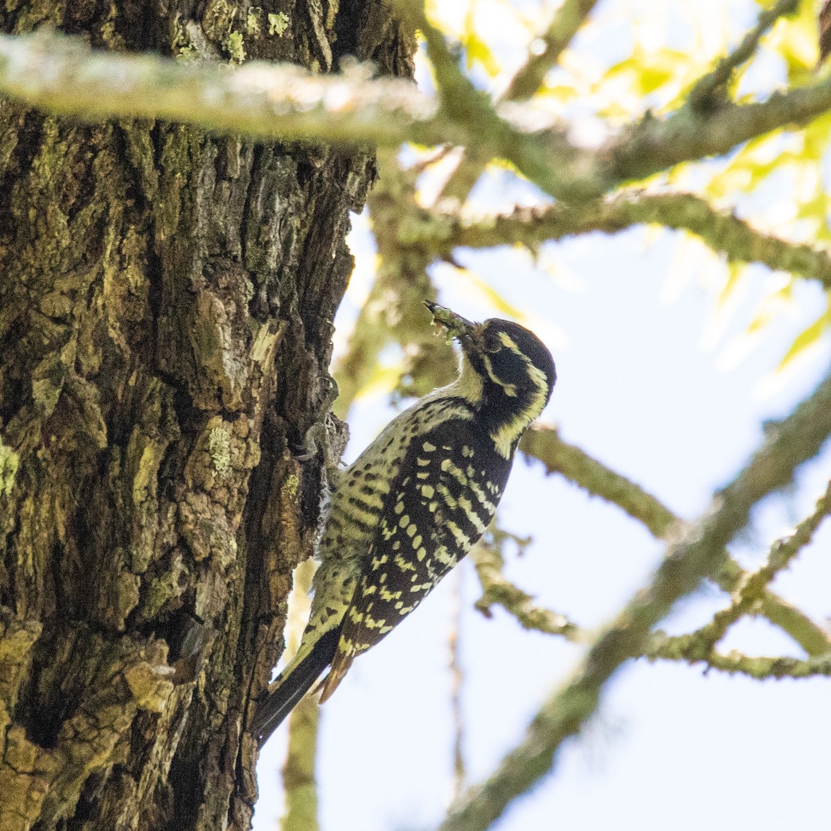 Nuttall's Woodpecker - ML158275201