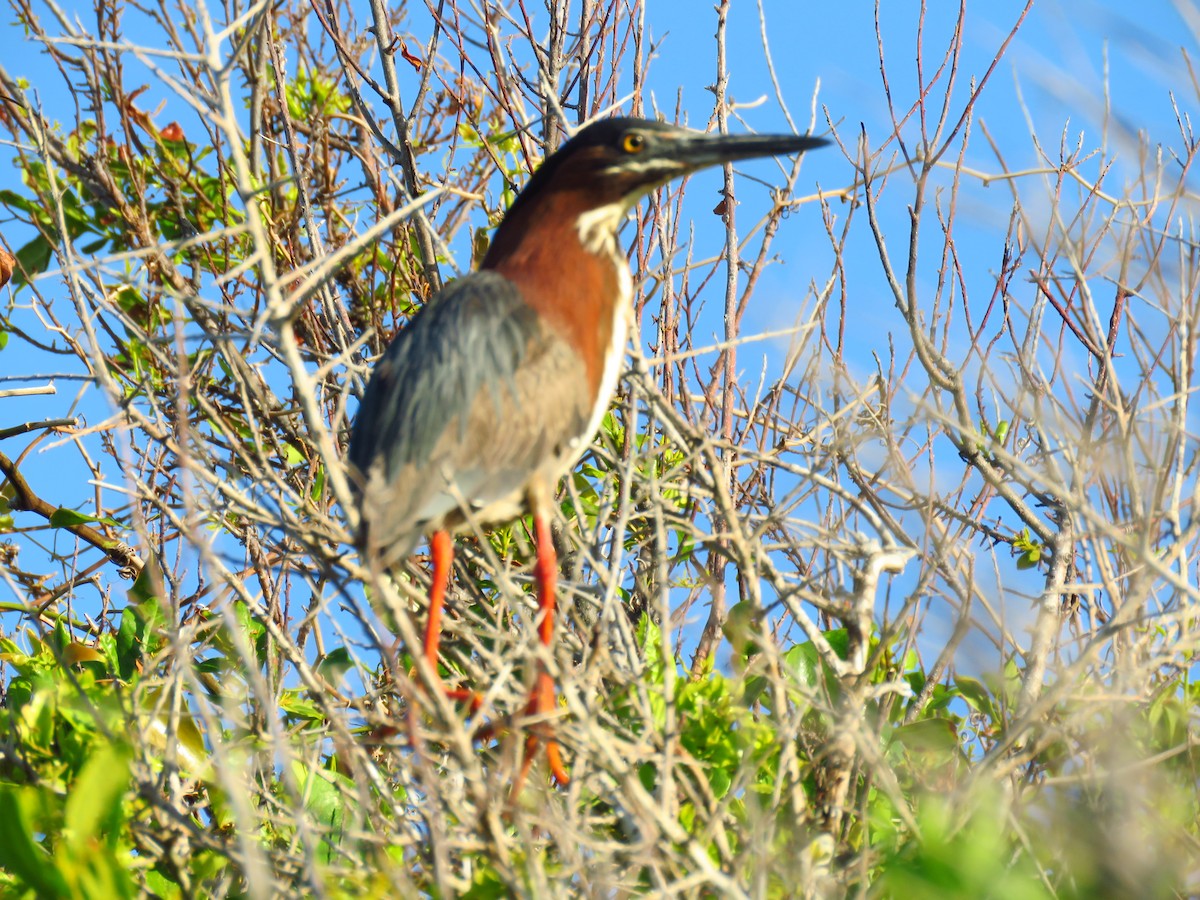 Green Heron - ML158275871