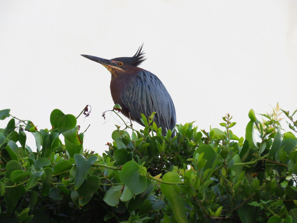 Green Heron - ML158275911