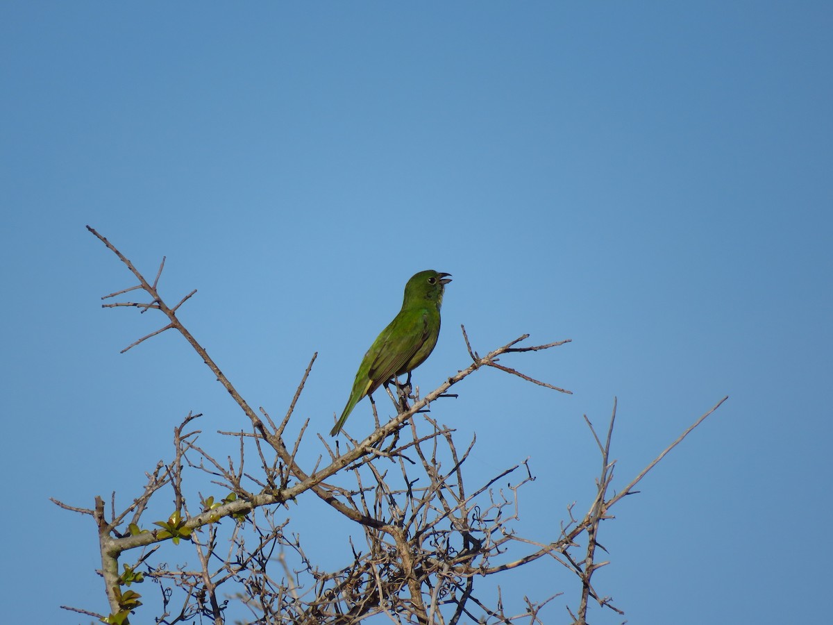 Painted Bunting - ML158276821