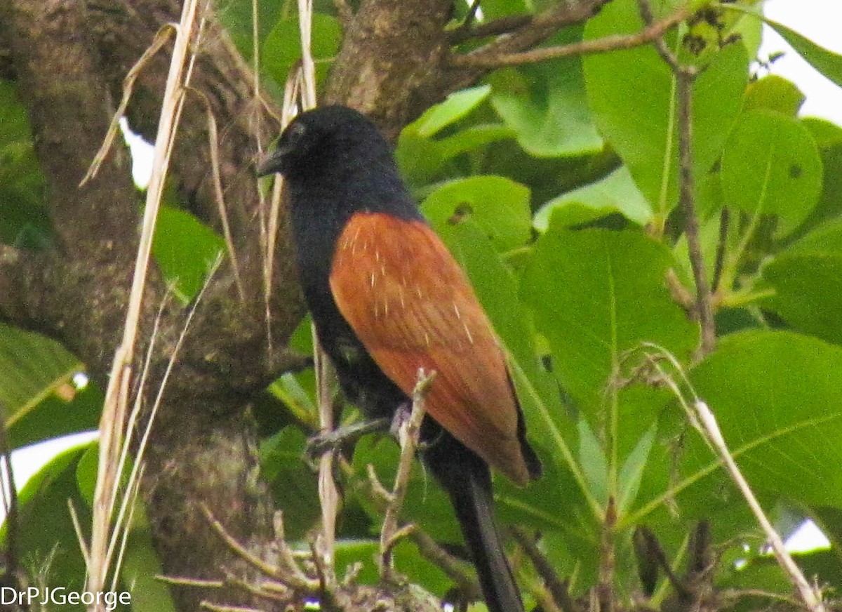 Lesser Coucal - Dr George P J