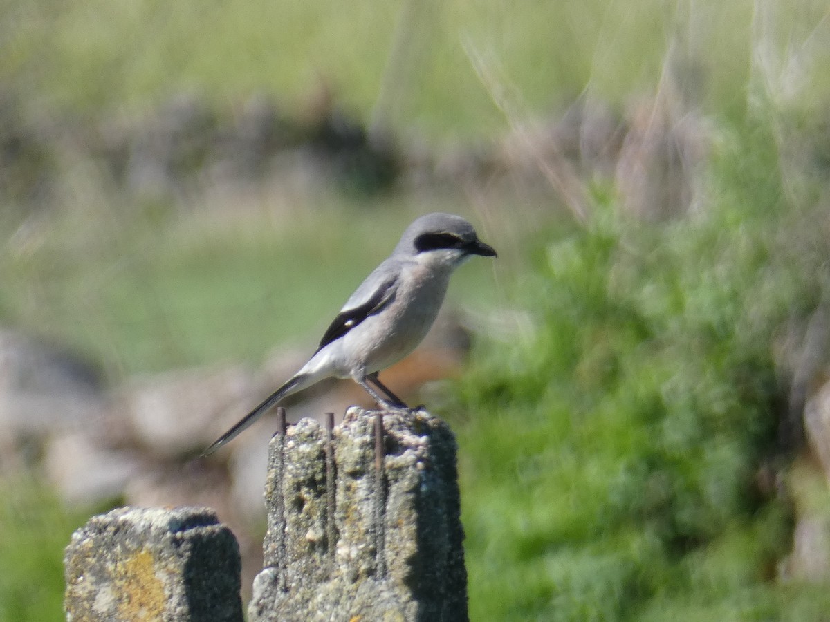 Iberian Gray Shrike - ML158279841