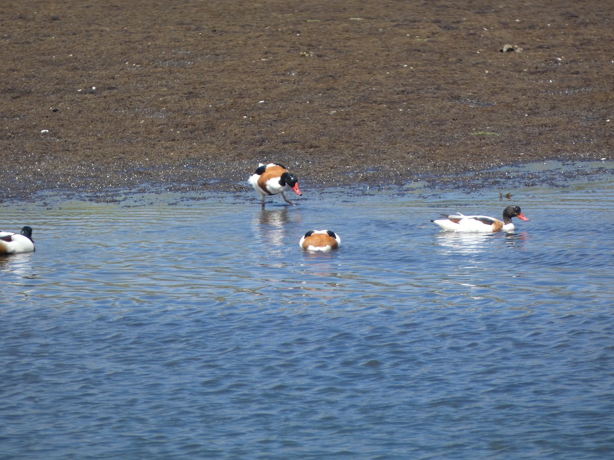 Common Shelduck - David Santamaría Urbano