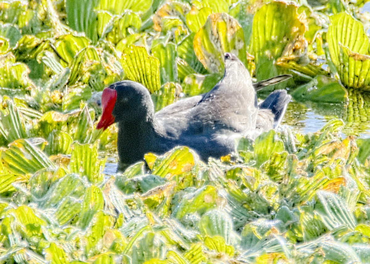 Common Gallinule - ML158281271