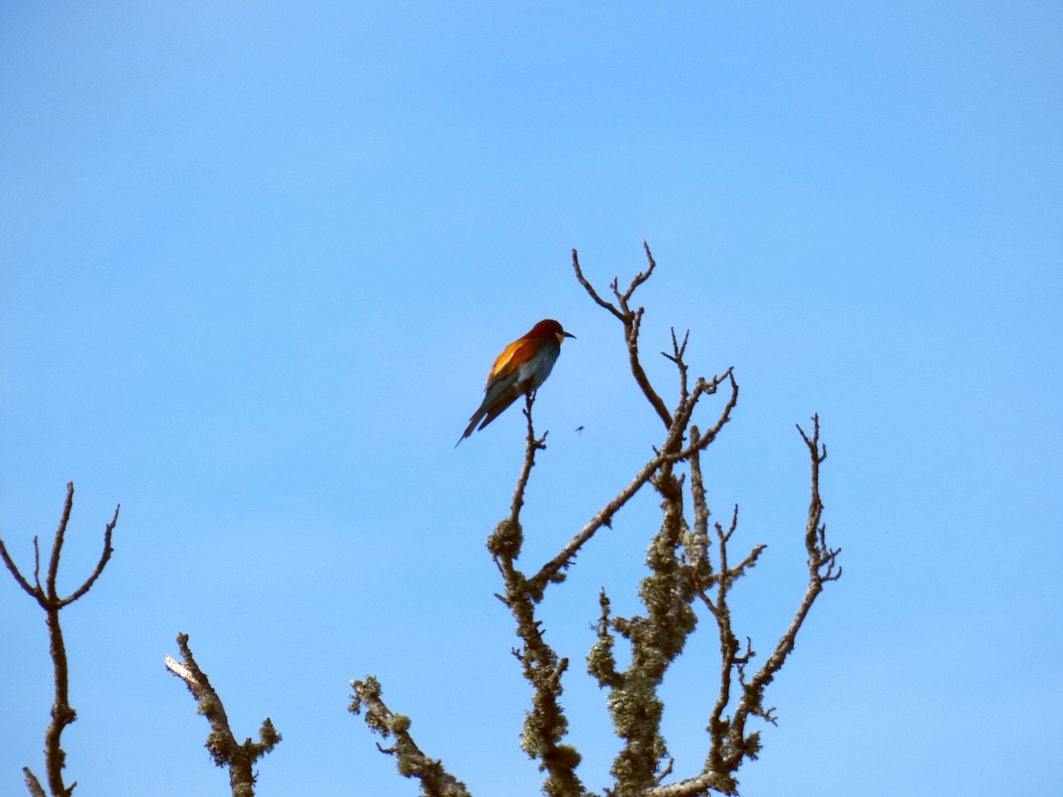 European Bee-eater - ML158281521