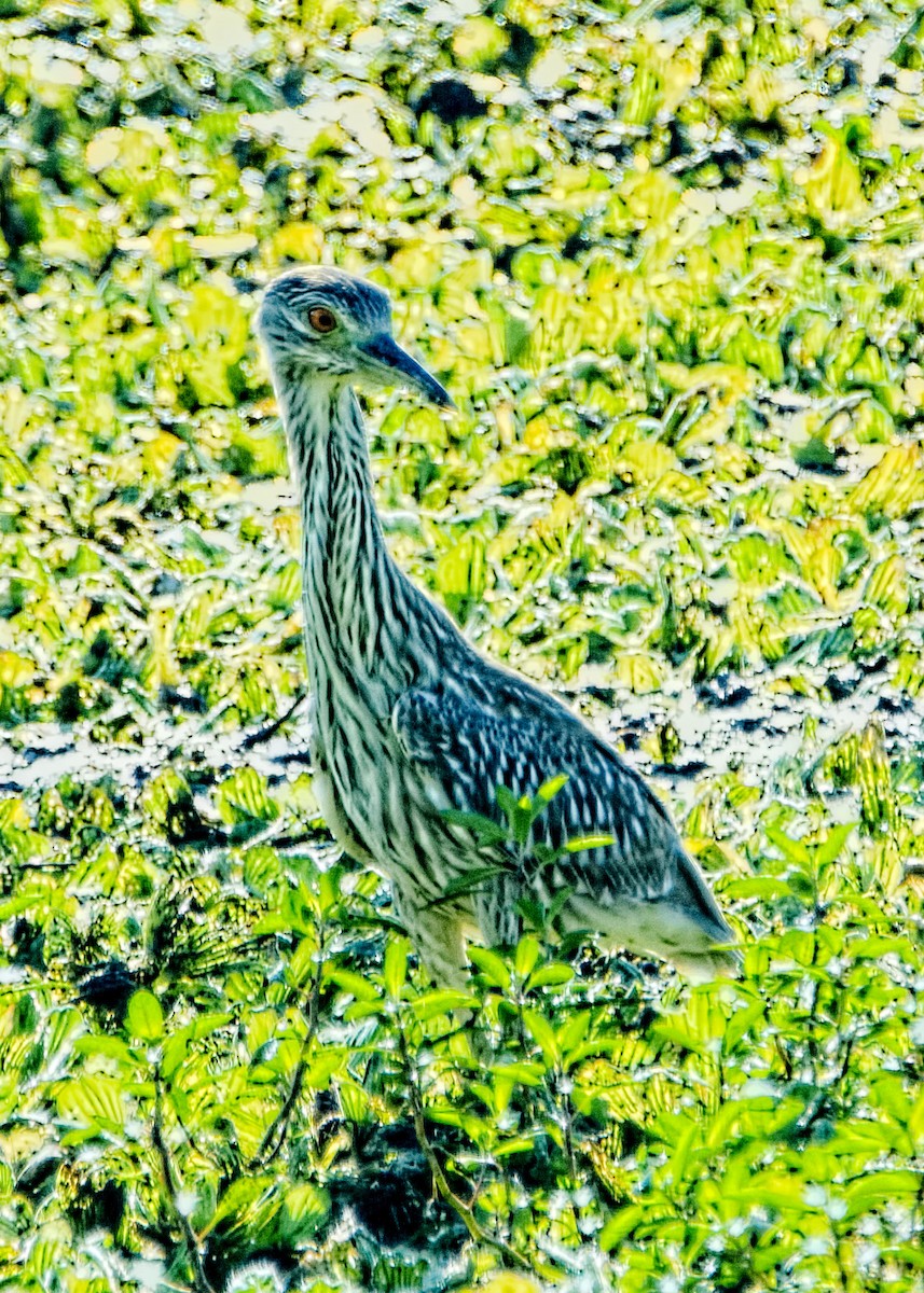 Black-crowned Night Heron - ML158281841