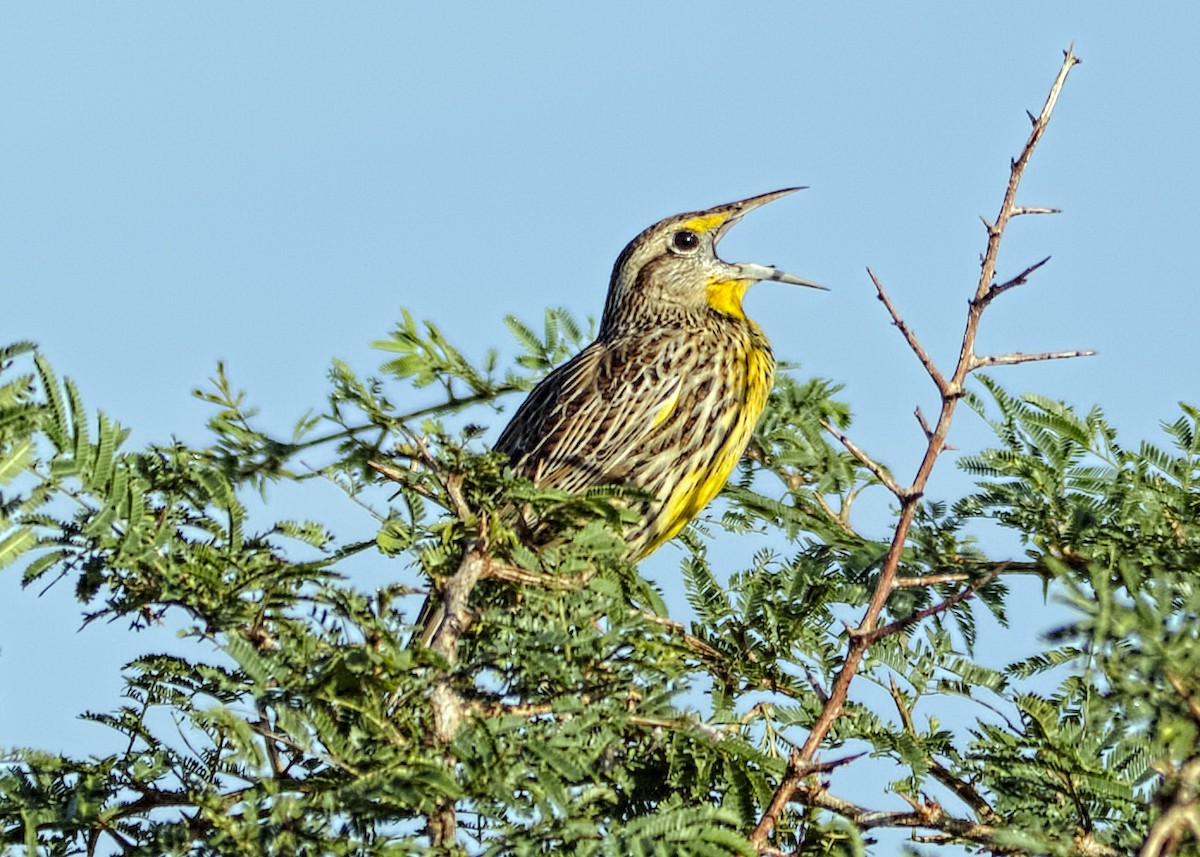 Eastern Meadowlark - ML158282171